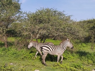 Safari în Tanzania