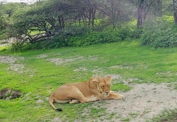 Safari în Tanzania