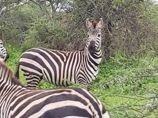 Safari în Tanzania