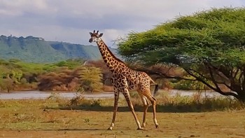 Safari în Tanzania