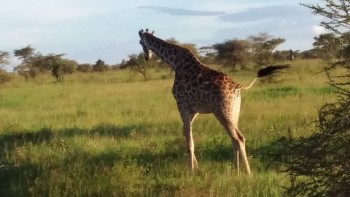 Safari în Tanzania