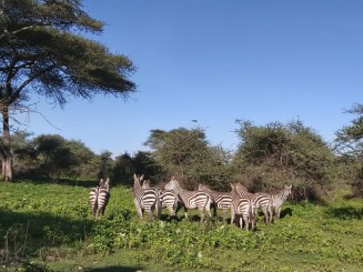 Safari în Tanzania