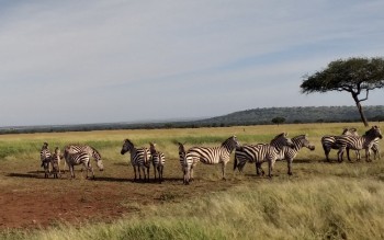 Safari în Tanzania