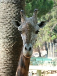 Parcul Ciutadella si Gradina Zoologica din Barcelona
