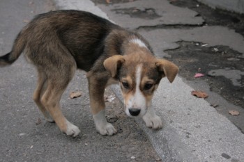 Excursie de septembrie la barajul Vidraru