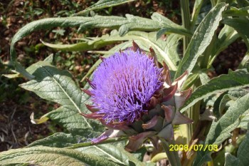 Cres - hotel Kimen, camping Kovacine