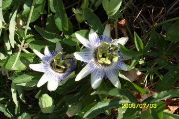 Cres - hotel Kimen, camping Kovacine