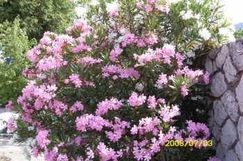 Cres - hotel Kimen, camping Kovacine