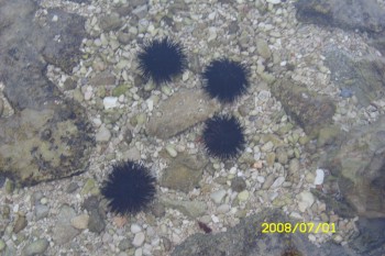 Cres - hotel Kimen, camping Kovacine