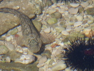 Cres - hotel Kimen, camping Kovacine