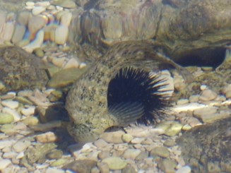 Cres - hotel Kimen, camping Kovacine