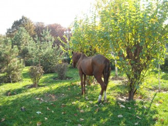 parcul tineretului-focsani