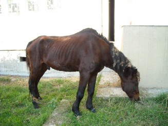 cal municipal din municipiul focsani!