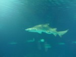 Cateva ore la Oceanograful din Valencia