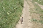 Fauna din zona Lunca Joasa a Prutului Inferior