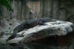 Gradina zoologica - Viena Schonbrun