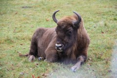 Polonia, Padurea Bialowieza - Zimbrul este la el acasa
