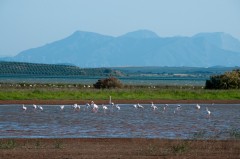 Spania, Andaluzia - Rezervatia Naturala Fuente de Piedra
