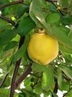 Toamna