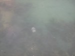 Meduza