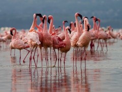 Migratii spectaculoase