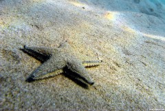 Arealuri pentru scuba-diving in Grecia