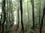 Traseu-Creasta Cocosului