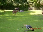 Surprinzatoarea gradina Tierpark