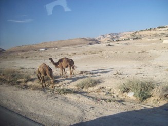 Camile in desert