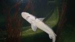 Sea Life, Italia (acvariu)