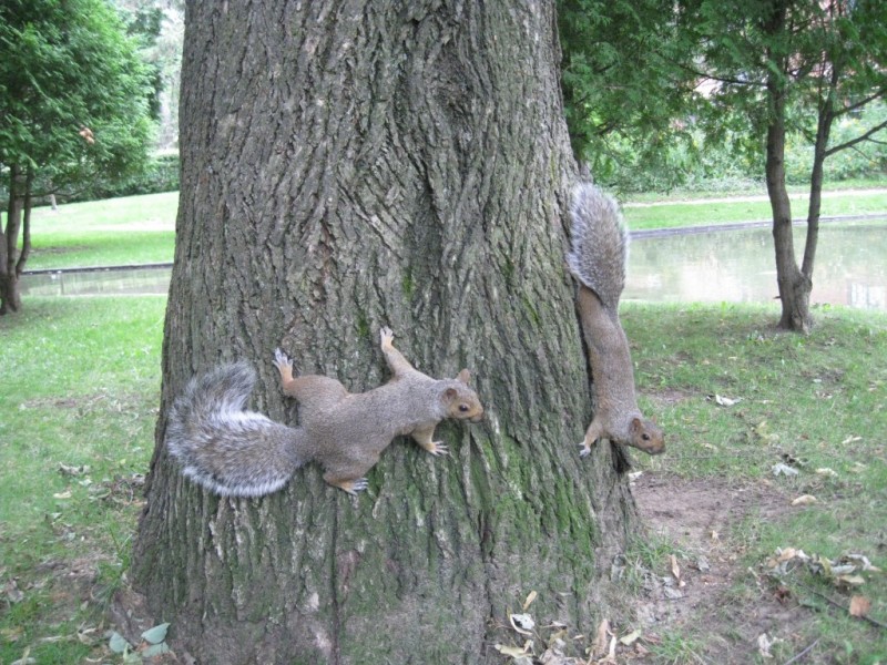 Veveritele Din Montreal Impresii Montreal Canada