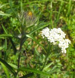 Cheile Tisitei -poze capturate la pas