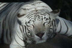 India vrea sa opreasca turistii in cautarea tigrului bengalez pentru a proteja specia