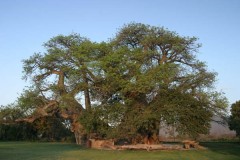 Cel mai mare baobab din lume  Africa de Sud