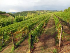 Experiente italiene autentice: vinul