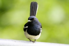 Malaezia, Taman Negara - Cea mai veche padure tropicala din lume