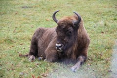 Polonia, Padurea Bialowieza - Zimbrul este la el acasa