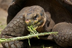Ecuador - Insulele Galapagos nu mai sunt protejate