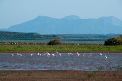 Spania, Andaluzia - Rezervatia Naturala Fuente de Piedra