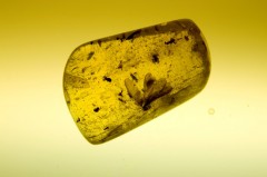 Danemarca - Mergeti in cautarea chihlimbarului de-a lungul coastei daneze