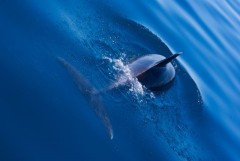 Spania - Descopera delfinii si balenele in mediul lor