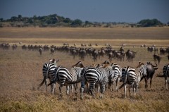 Tanzania - Parcul National Serengeti este in pericol