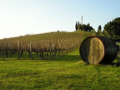 Italia - Chianti va imbie cu vinurile sale