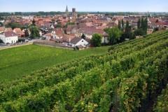Regiunile viticole si vinurile Frantei
