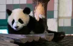 Austria, Viena - Vizitati cea mai veche gradina zoologica din lume