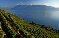 Elvetia - Vizitati Lavaux, o regiune aflata in Patrimoniul UNESCO