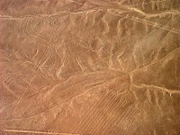 Liniile Nazca - Maimuta