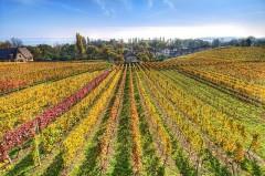 Cum sa te intorci din vacanta cu sticla de vin perfecta