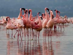 Migratii spectaculoase