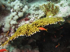 Scufundari la Sharm el Sheikh, Egipt